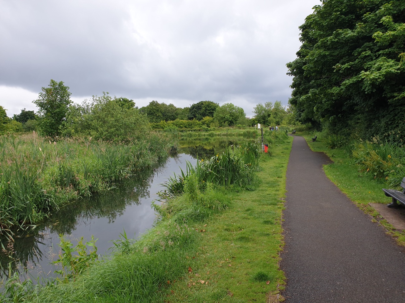 A surfaced path running beside the reedy edge of the mill ponds with woodland on the far side