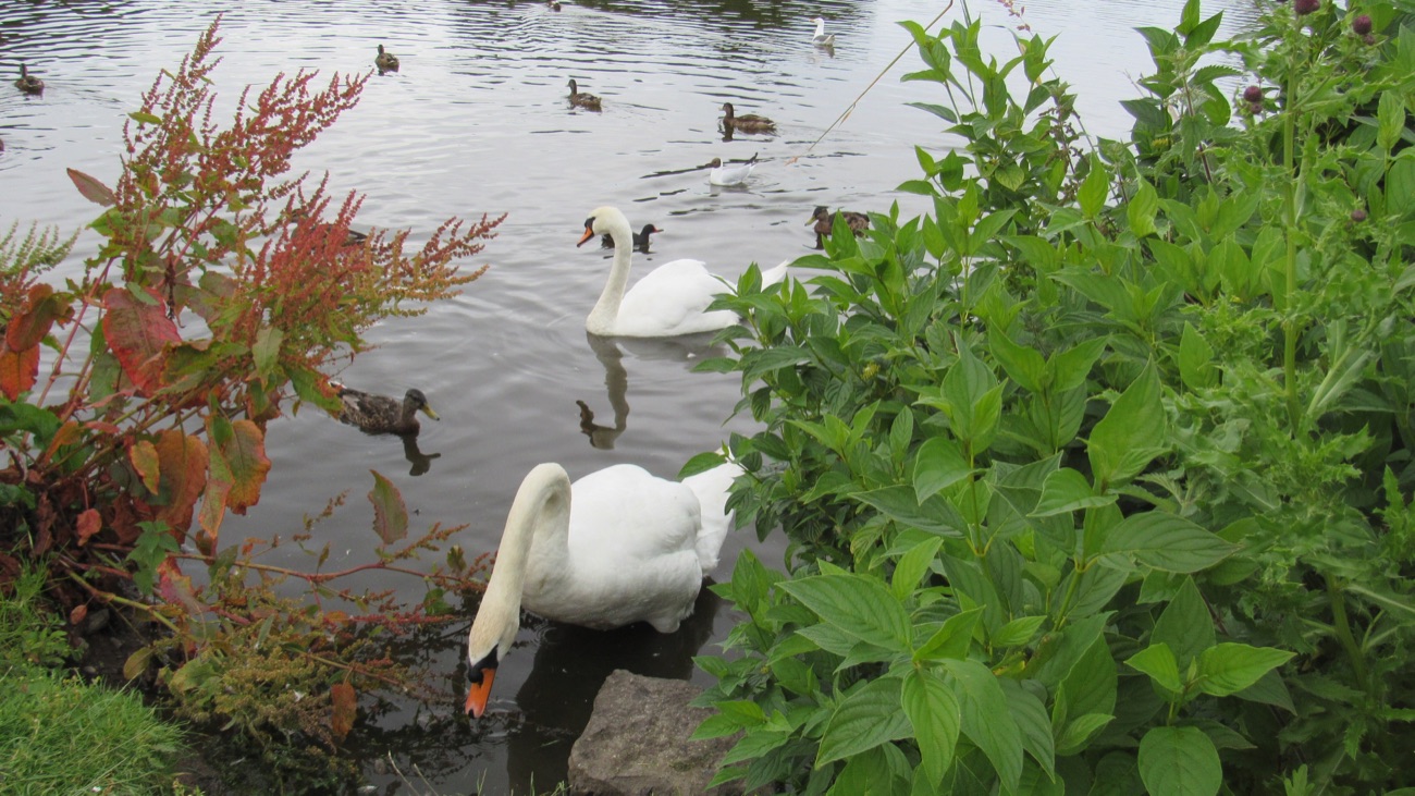 A mute swan and ducks among red autumn foliage at the edge of the pond