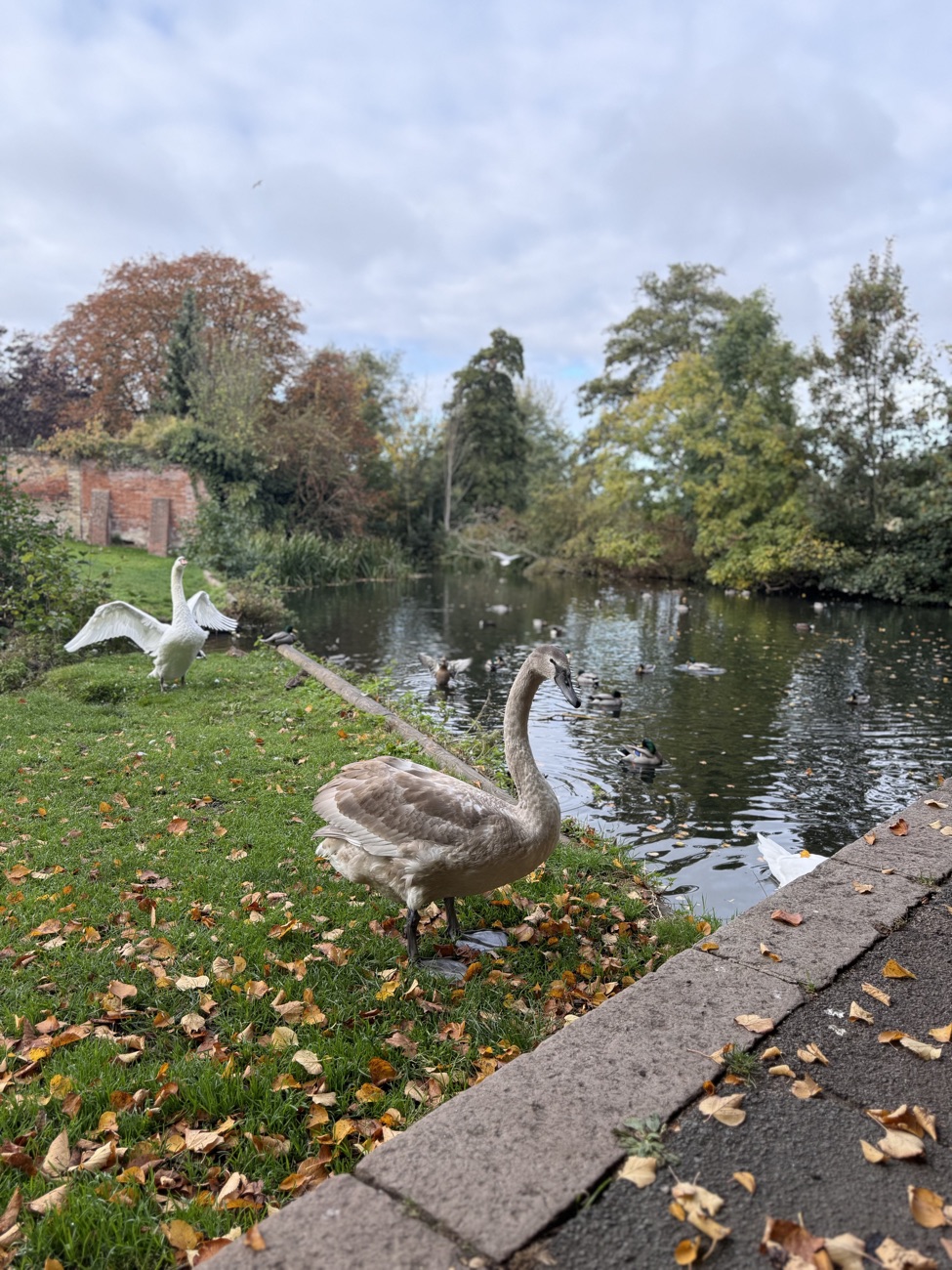 A cygnet standing on the grass bank beside the pond with an old brick wall behind