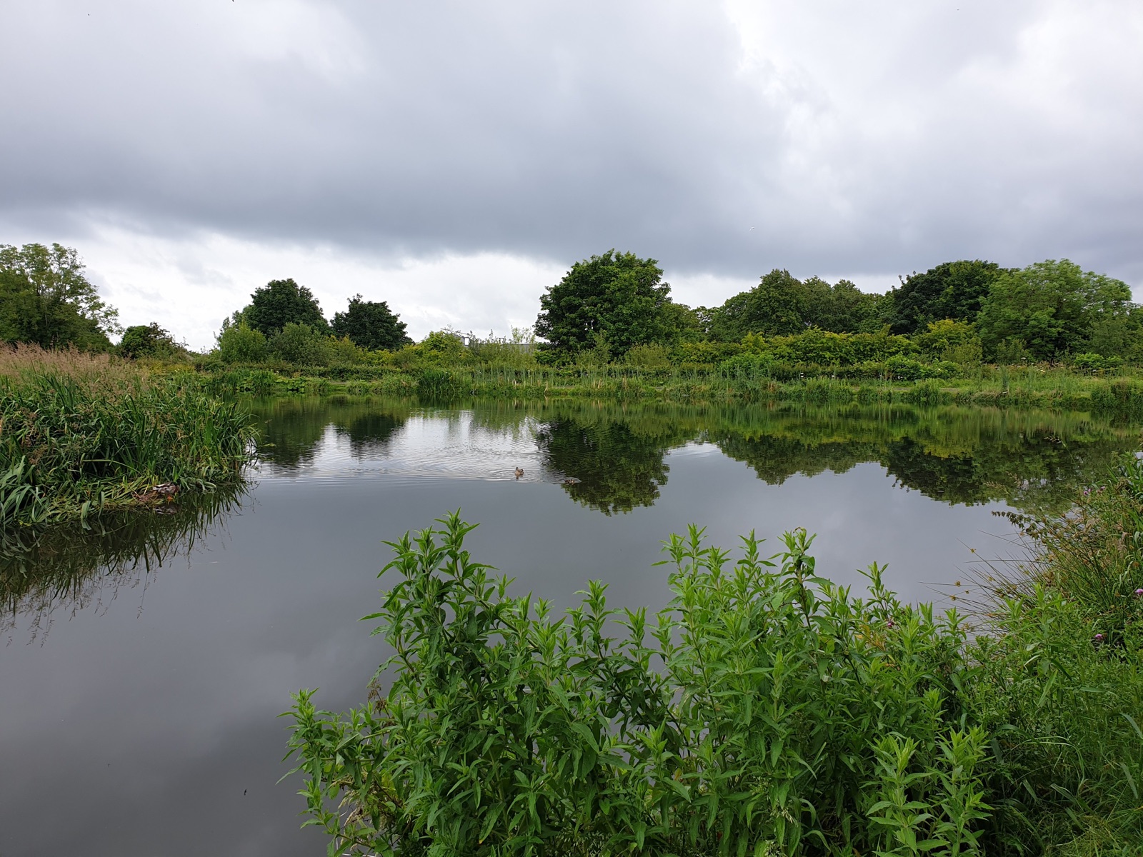 The mill ponds at Carrickfergus with reeds along the bank, still water and woodland reflected under a big sky
