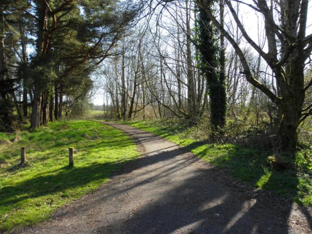A surfaced woodland trail winding through tall trees at Castle Archdale in bright sunshine