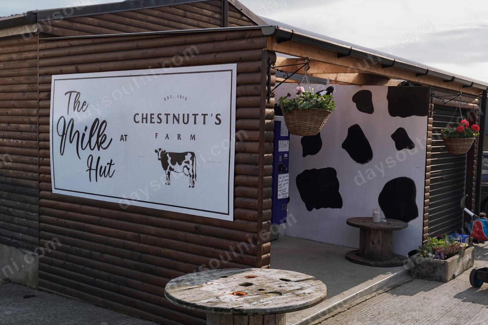 The timber Milk Hut at Chestnutt's Farm with its cow-print wall and cable-reel tables