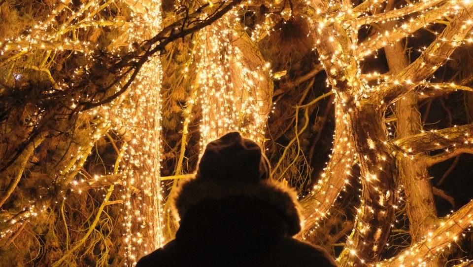 An illuminated Christmas forest trail lit with warm fairy lights winding through the woods at Colin Glen