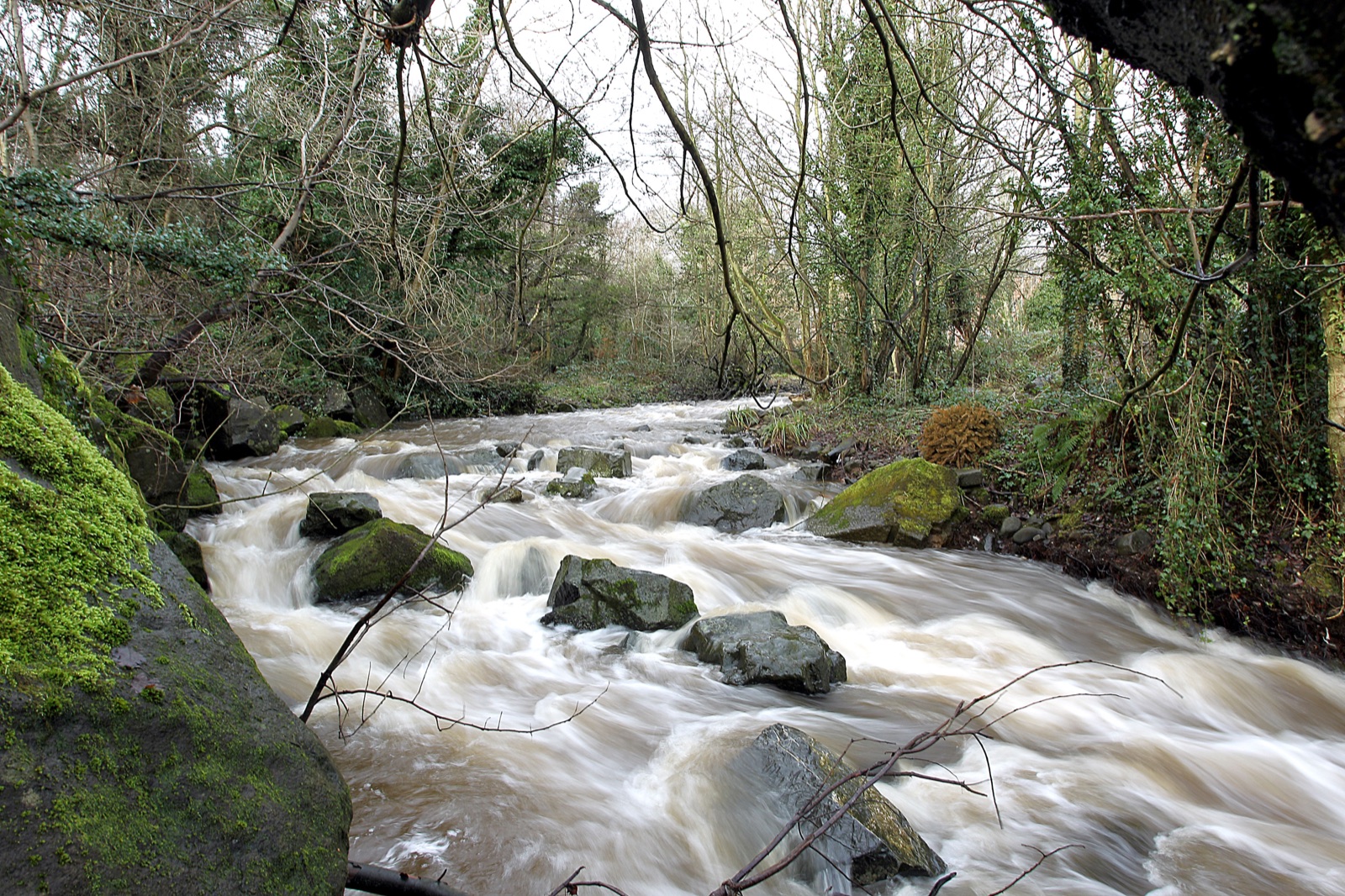 The Colin River rushing white over rocks through green woodland at Colin Glen