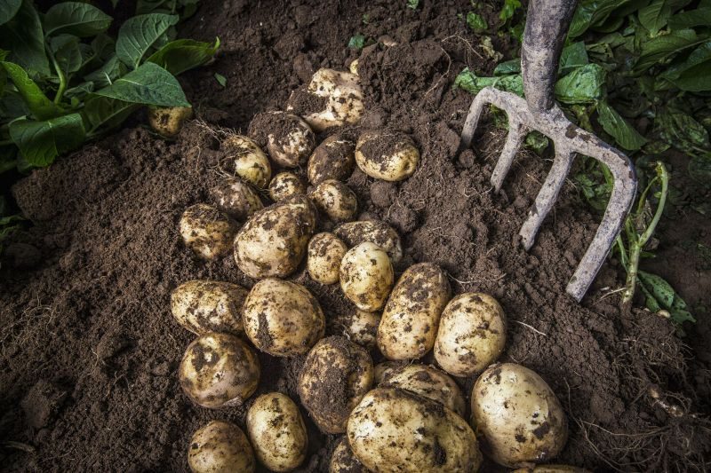 Freshly dug new-season Comber Earlies potatoes with a garden fork in the soil