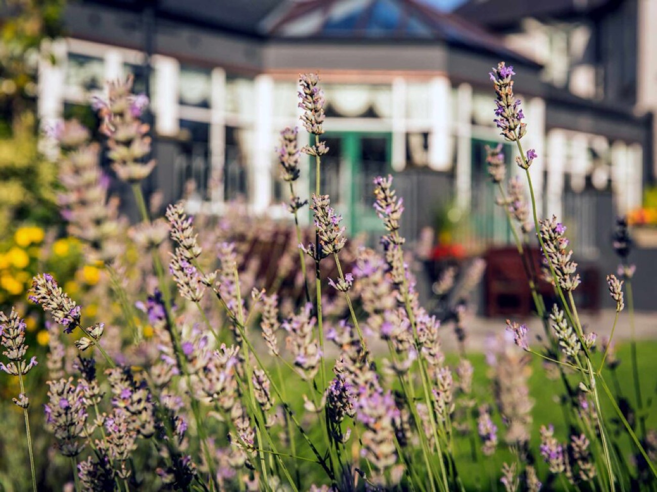 Lavender in flower in front of the spa's garden conservatory.