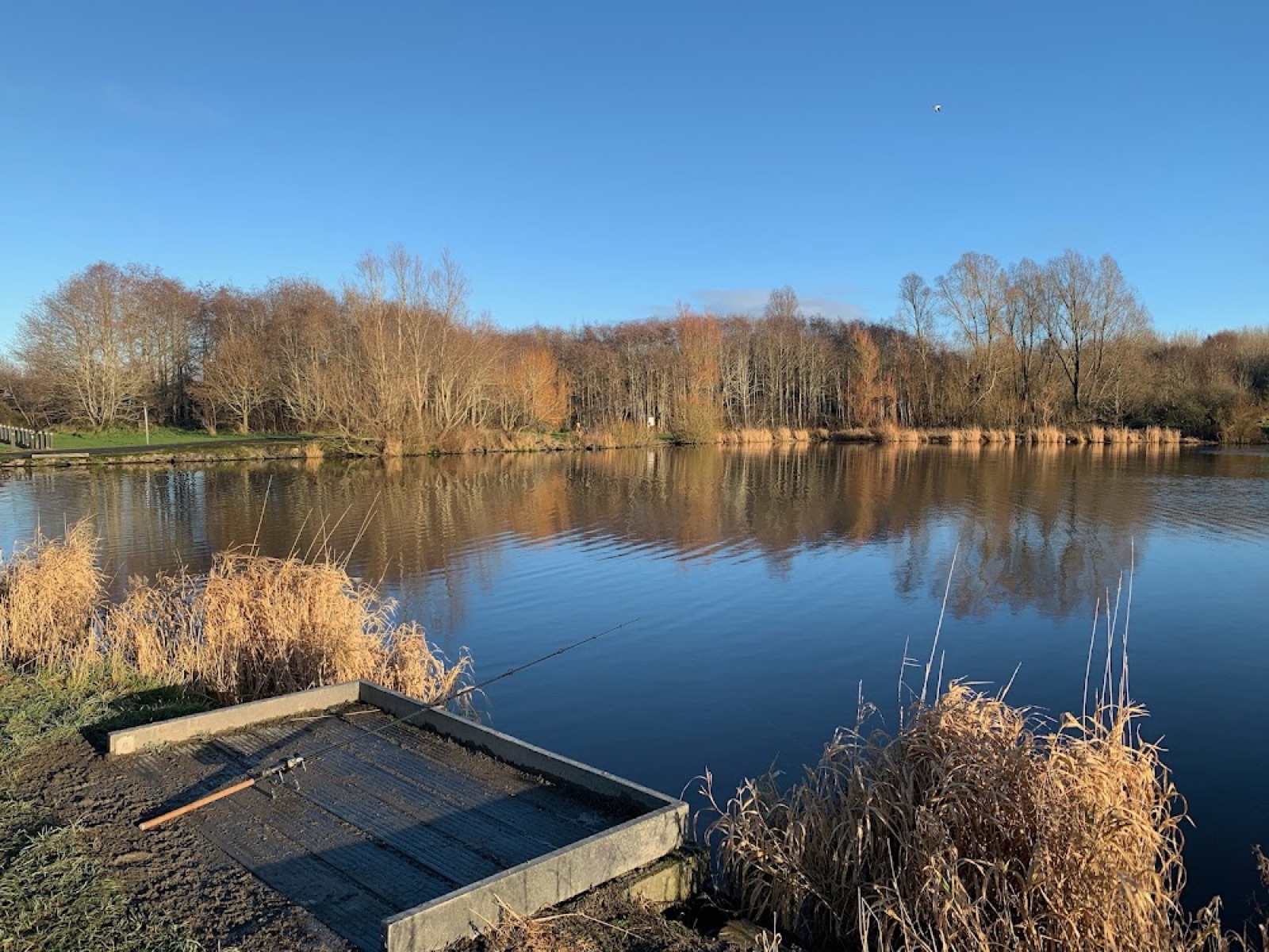 The wide open water of Craigavon Lakes with reeds in the foreground and woodland on the far bank