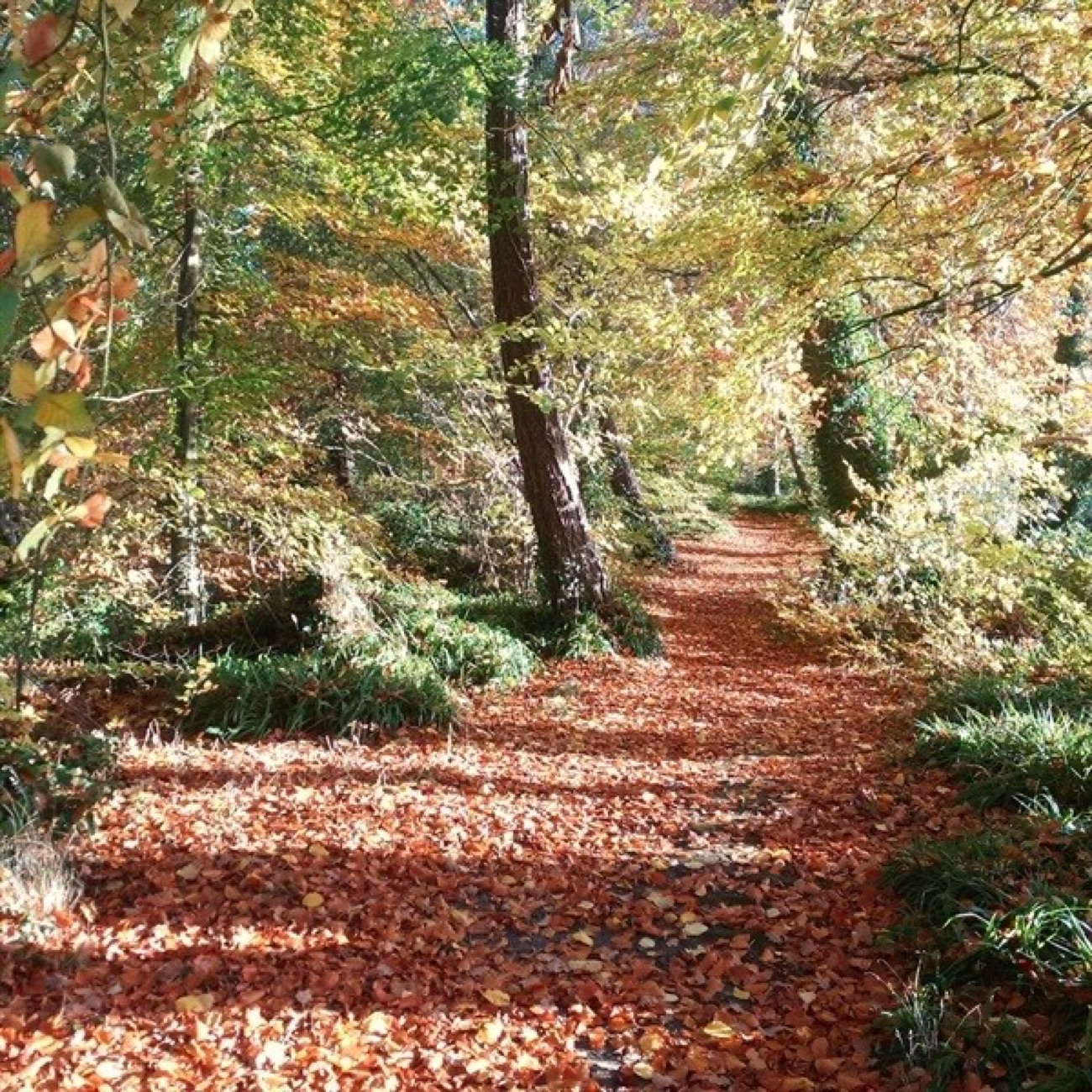 A woodland path at Creggan Country Park with autumn colour on the trees and the ground