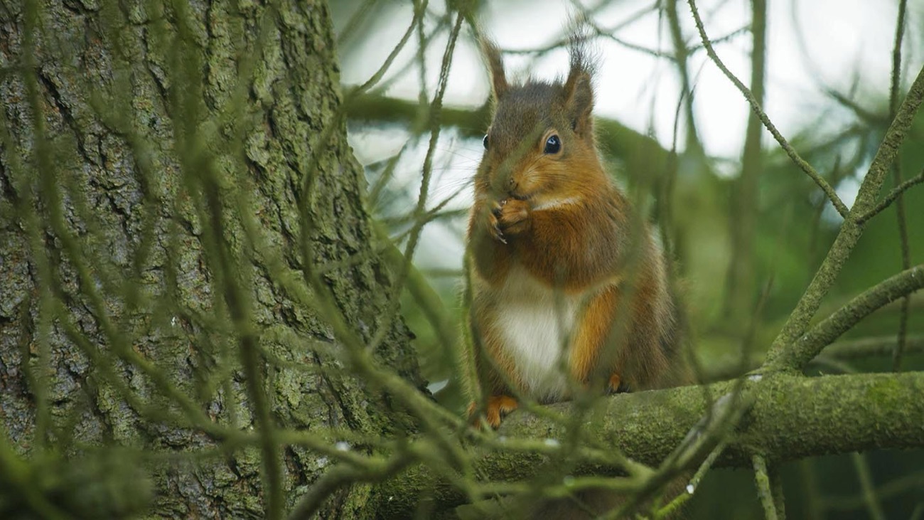 A red squirrel with tufted ears sitting among the branches of a pine tree in the woodland at Crom