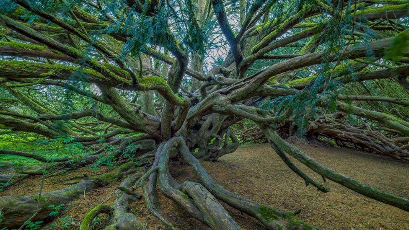 The great sprawling boughs of an ancient yew tree at Crom, gnarled limbs spreading low across the ground
