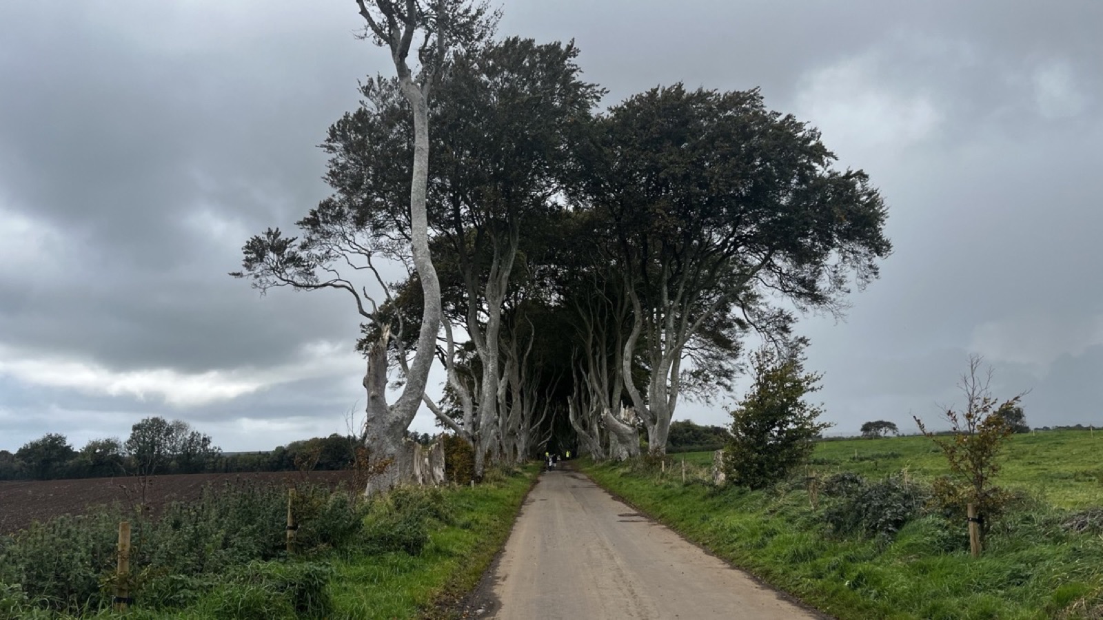 The Dark Hedges avenue seen from the approach under a moody sky