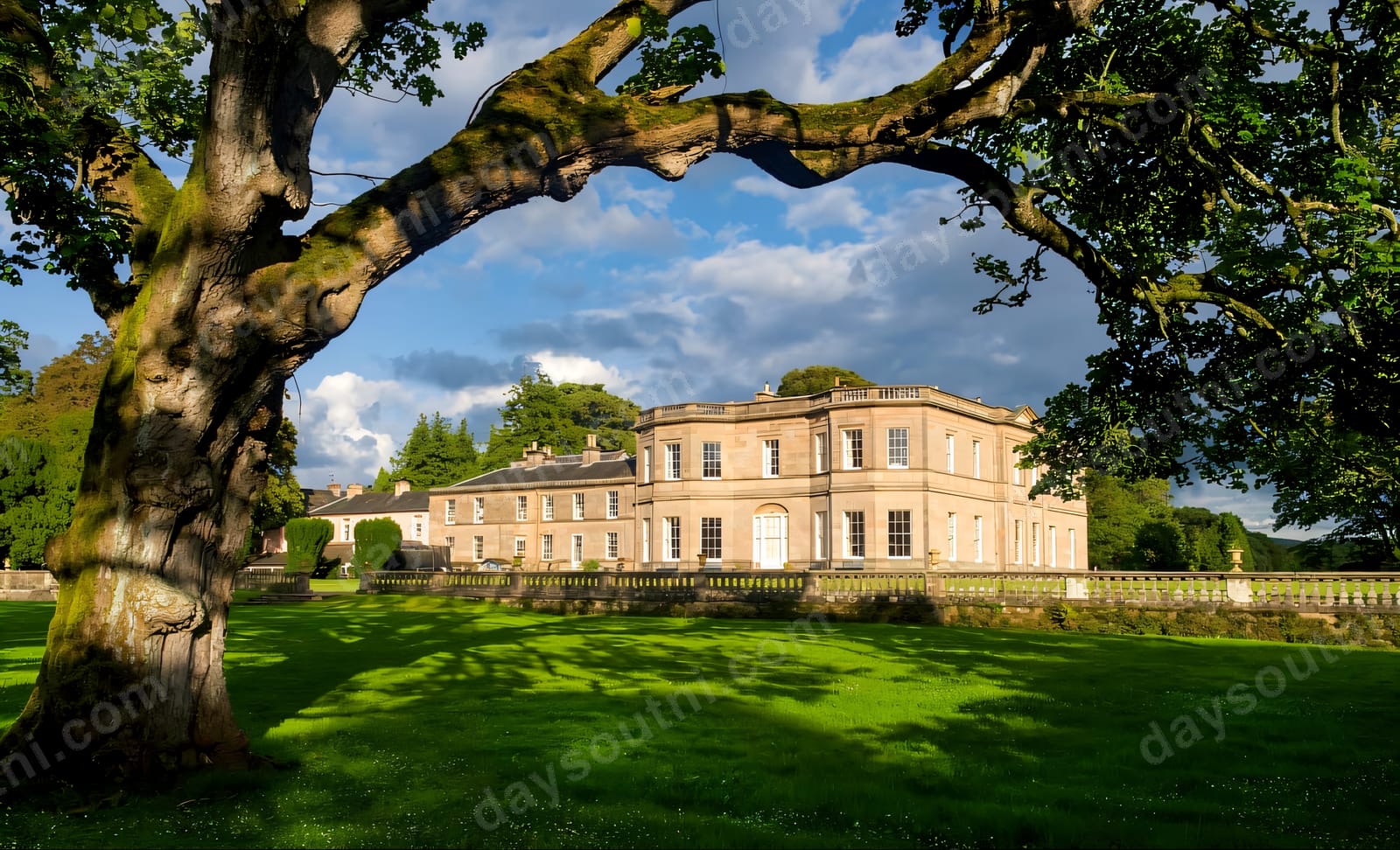 The classical stone mansion at Drenagh framed by a great tree above the lawn