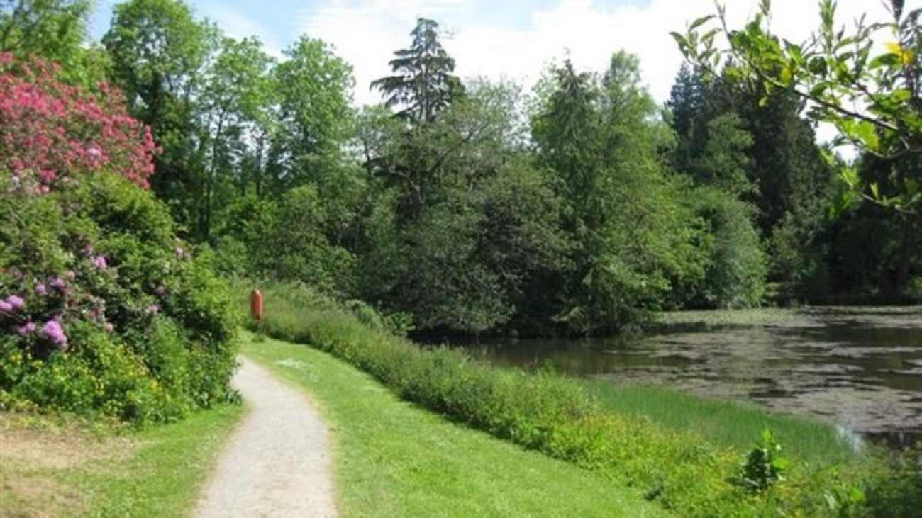 A surfaced lakeside path at Drum Manor edged with pink rhododendrons, the ornamental lake and trees beyond