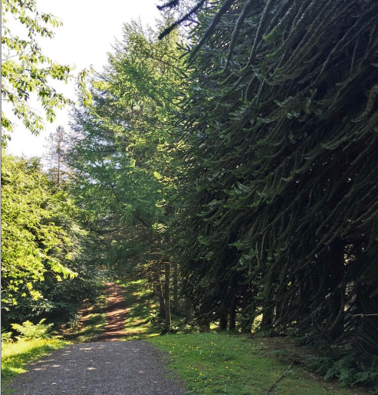 A woodland trail at Drum Manor running past a tall spreading conifer among the arboretum trees