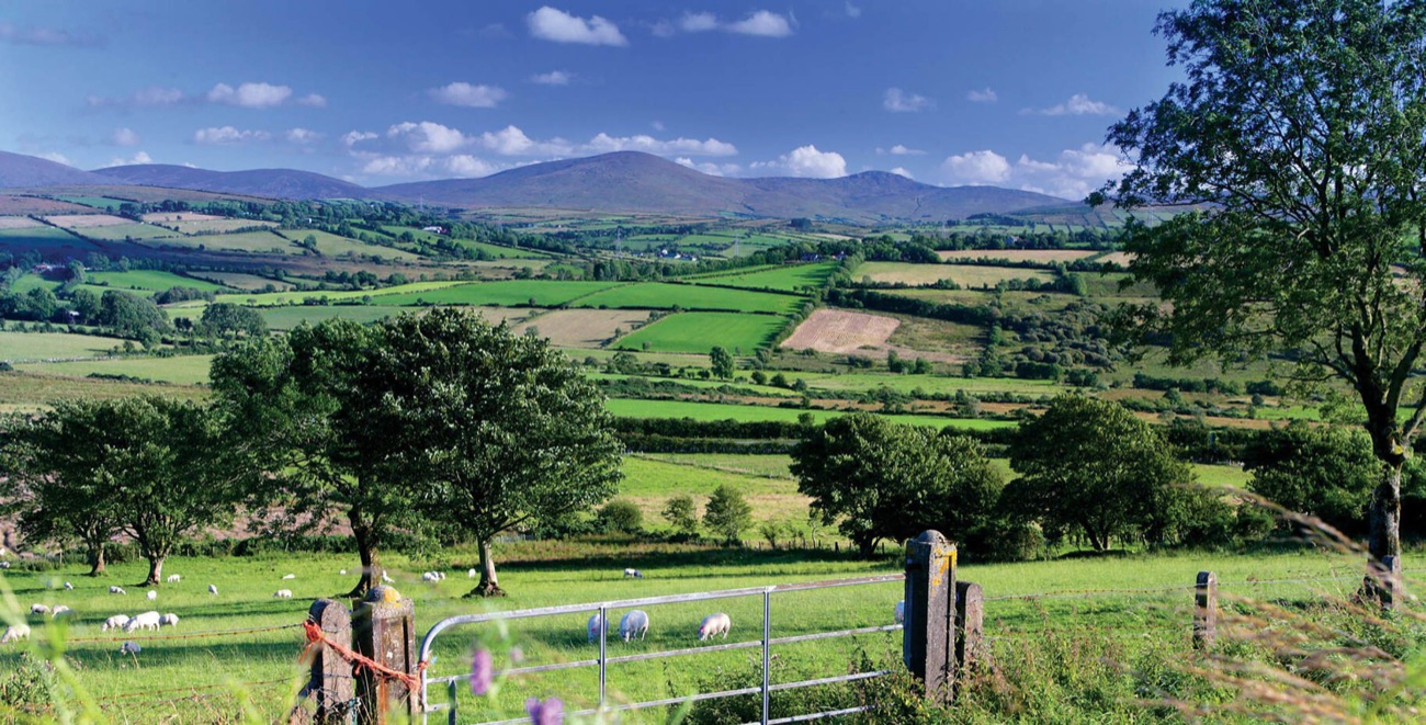 Rolling green fields, a farm gate and sheep with the Sperrin mountains rising in the distance near Feeny