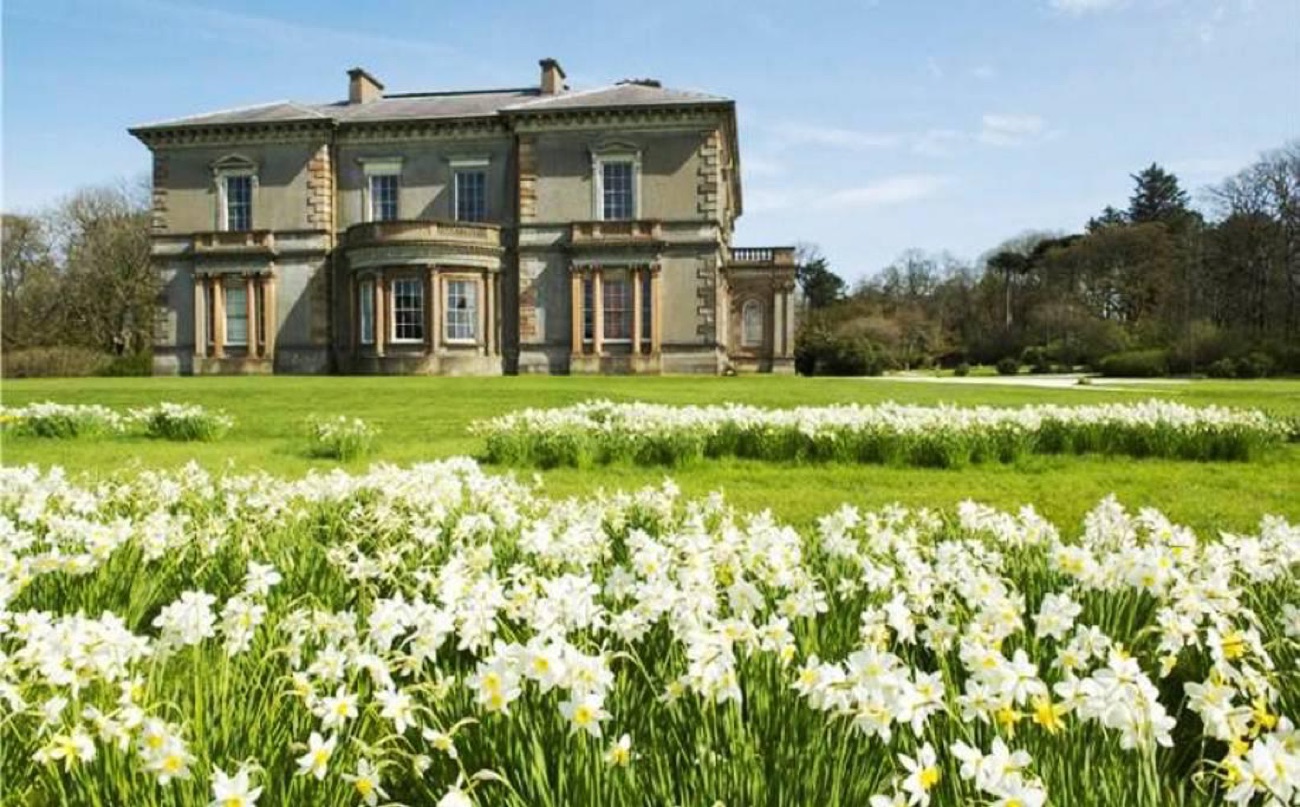 Dundarave House behind a bank of white spring daffodils on the estate lawns