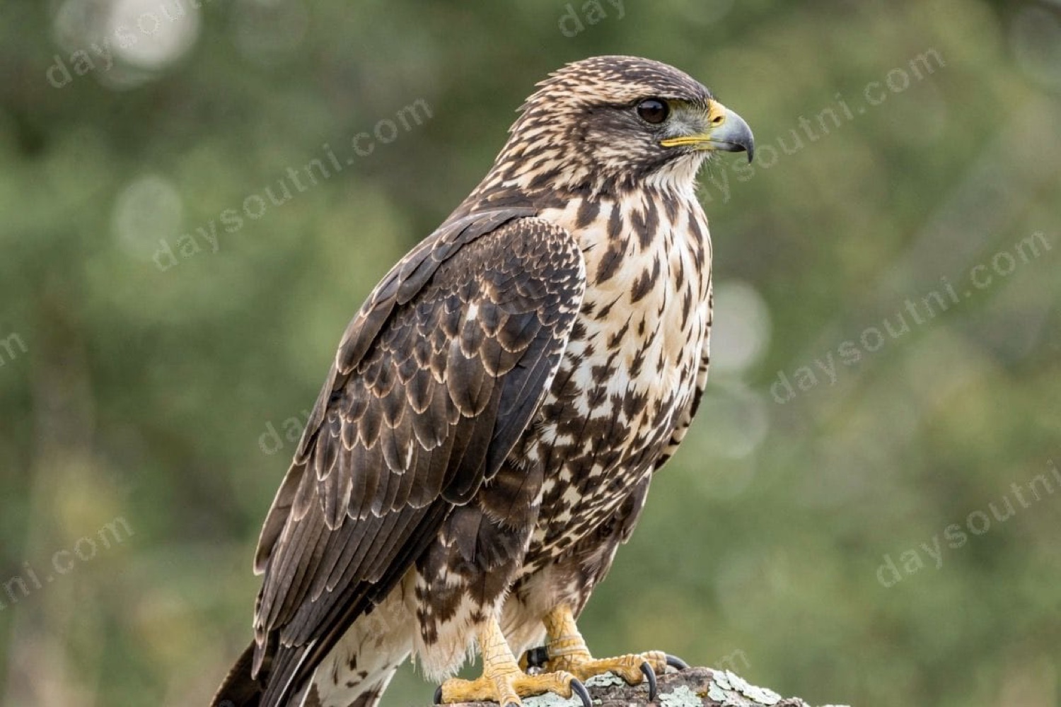 A hawk perched close-up with finely patterned feathers, at Echo Echo Falconry on the Roe Valley near Limavady