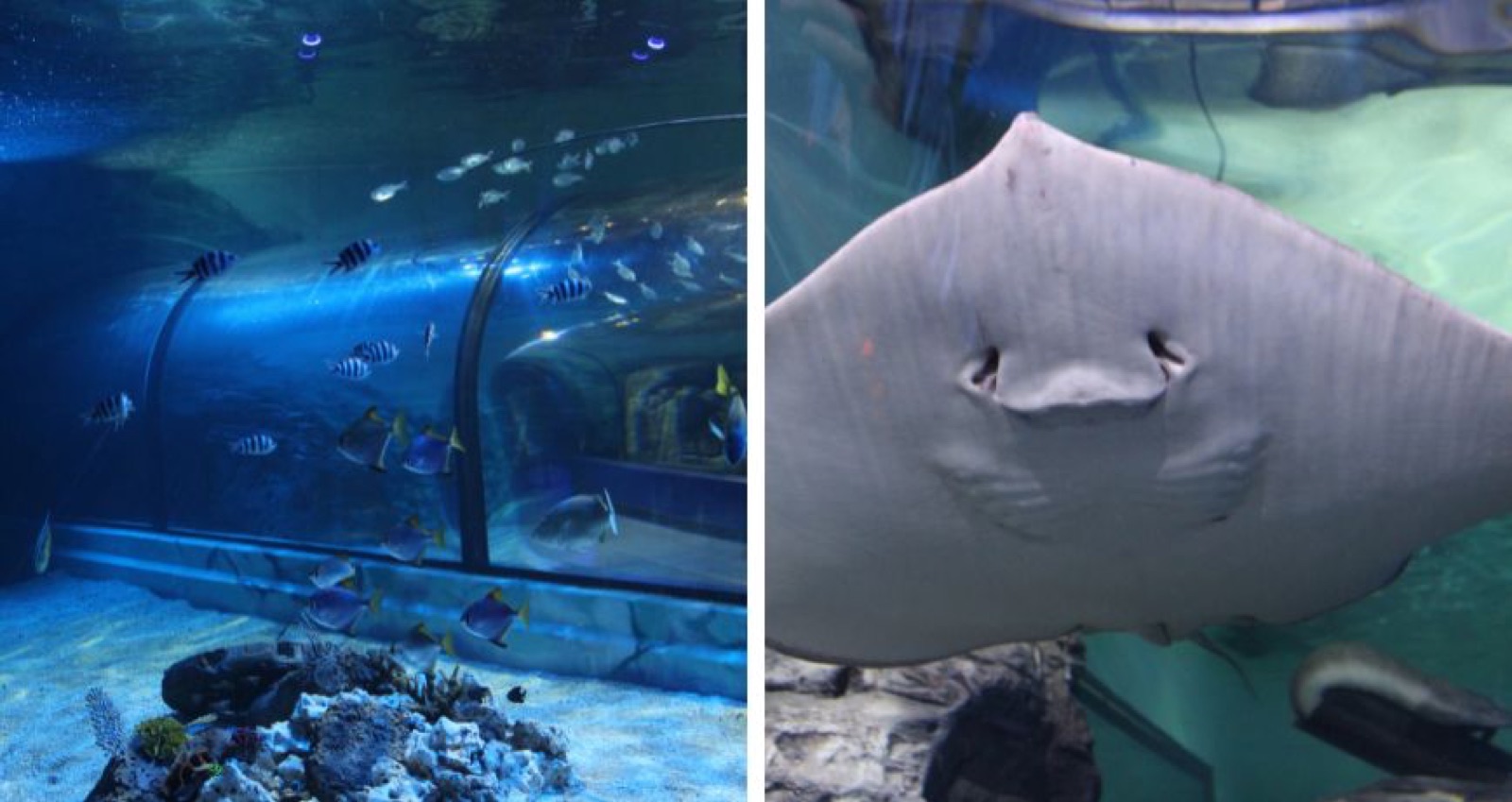 A reef tank of colourful fish beside a close-up of a stingray's underside