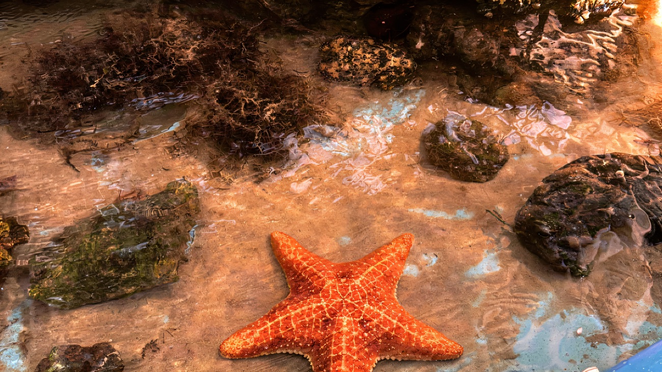 A bright orange starfish in a shallow touch pool with rocks and shells and interpretation signs