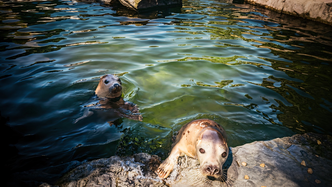 Two grey seals in the outdoor rocky seal-sanctuary pool at Exploris on a sunny day
