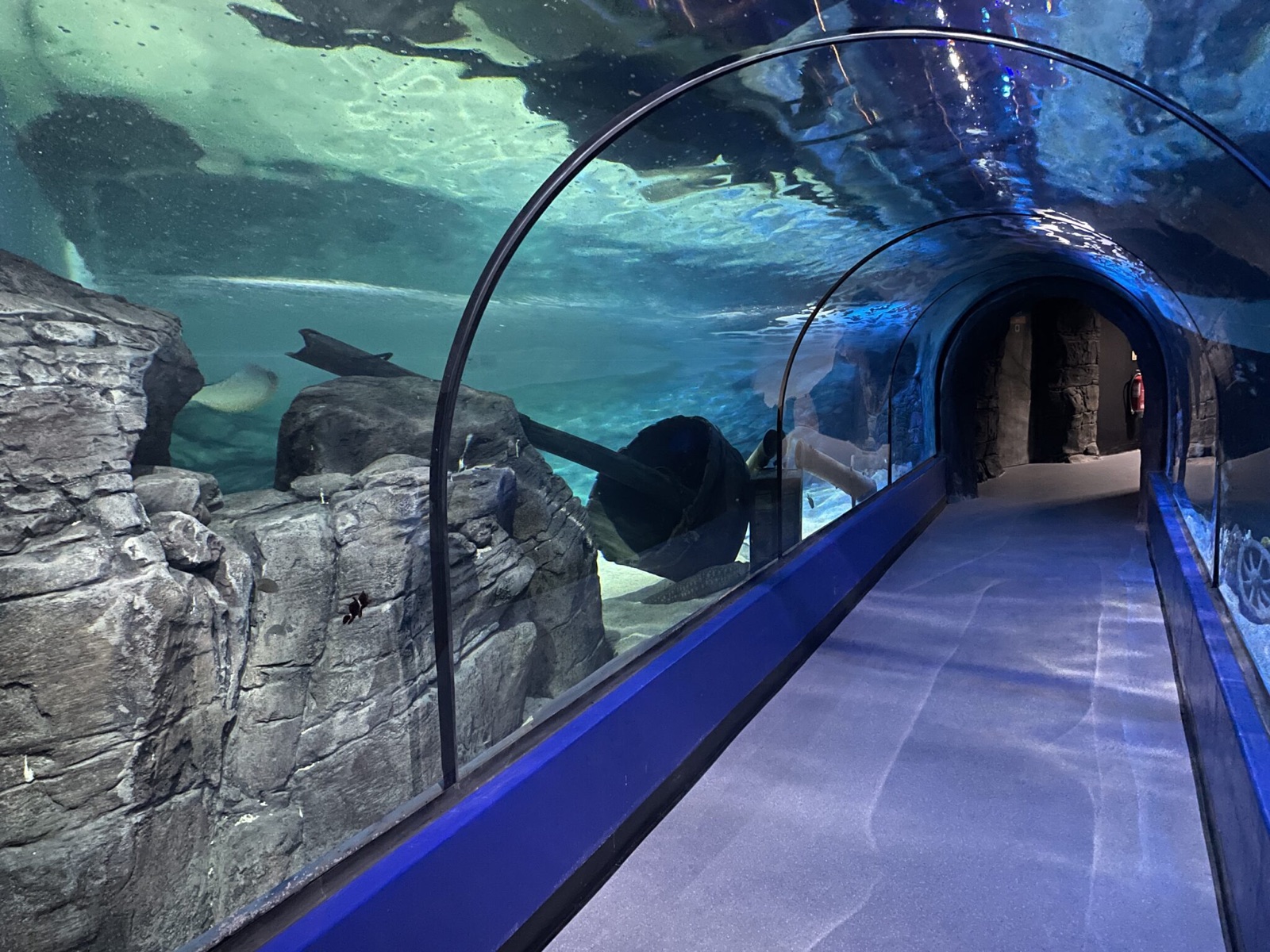 A seal gliding over rocks above the underwater walk-through tunnel at Exploris Aquarium