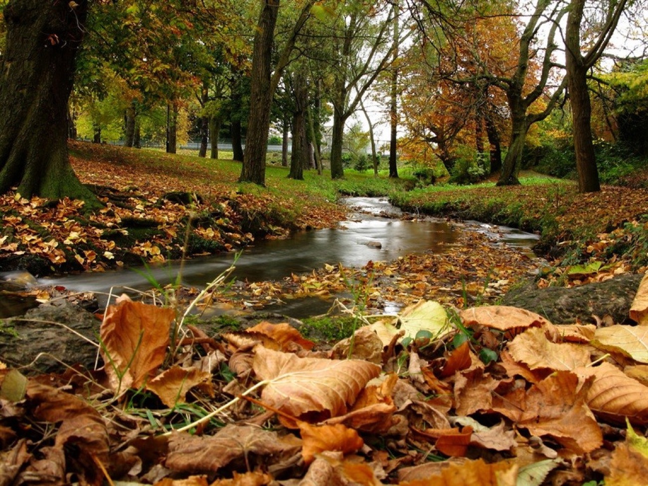 A stream running through the park in autumn with beech leaves banked on the bank