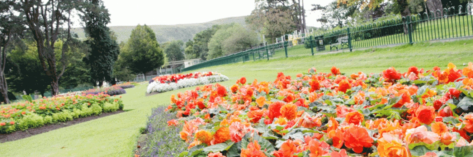 Bright orange bedding plants in formal beds at Falls Park with the Belfast Hills rising behind