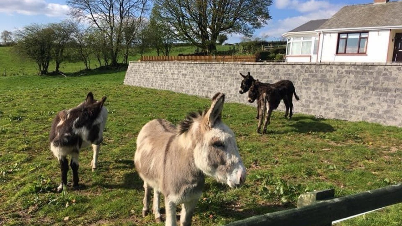 Three donkeys grazing in a green field beside the farmhouse on a sunny day
