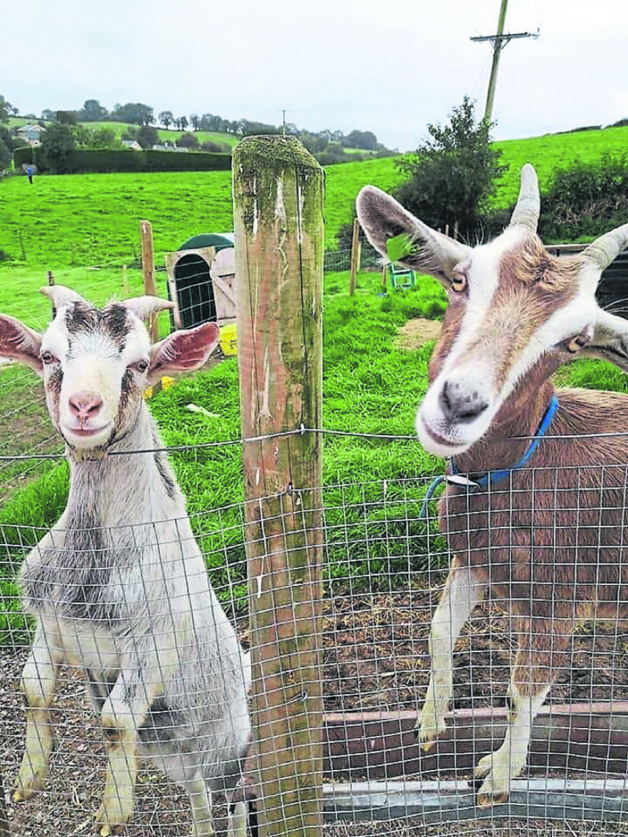 Two curious goats at the fence with the green Fermanagh hills rolling away behind
