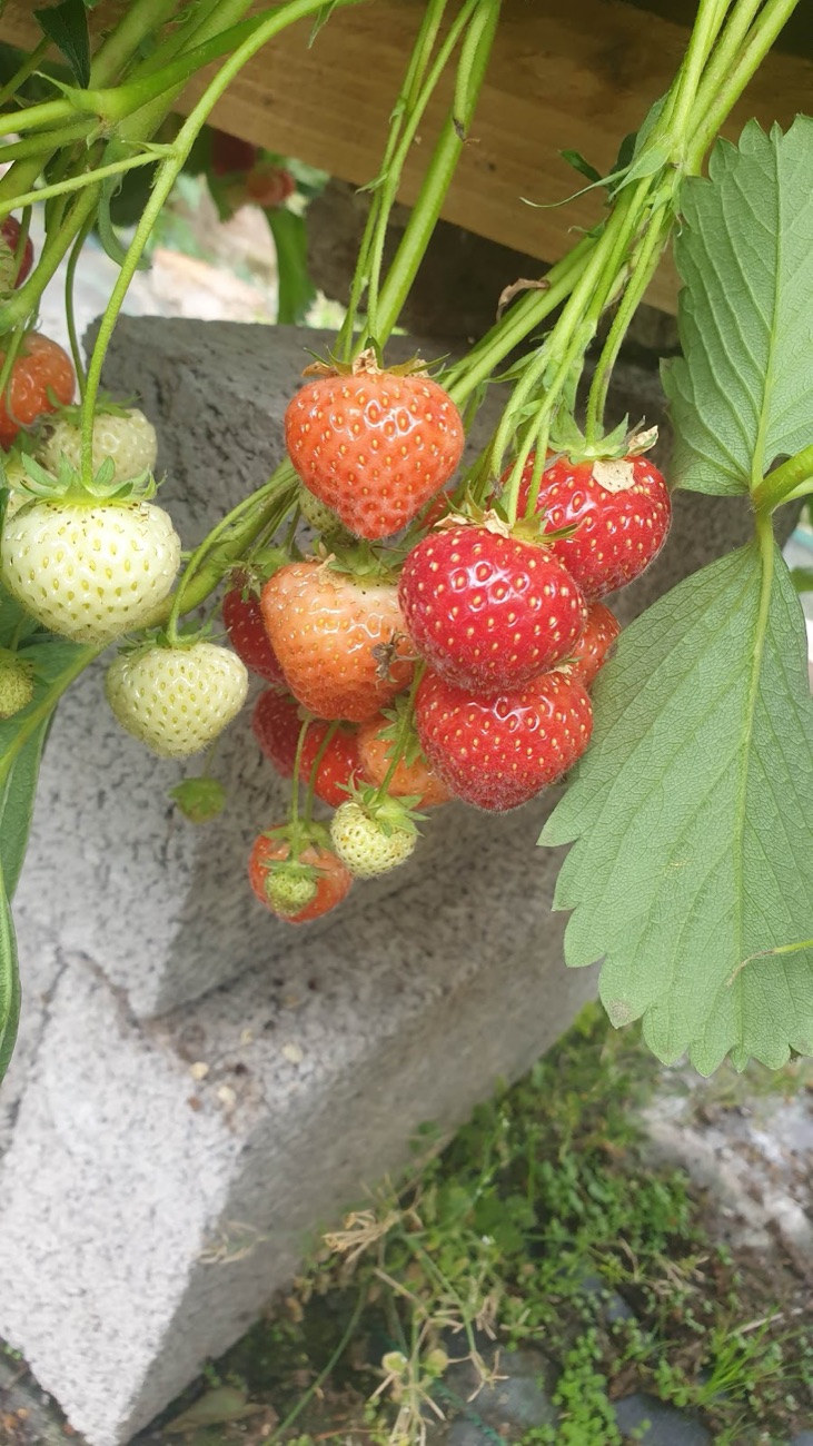 Ripe and ripening strawberries hanging from the plant at picking height