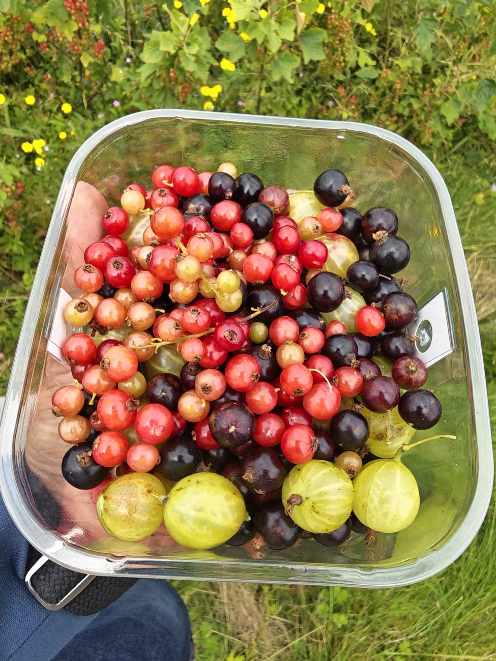 A punnet of freshly picked redcurrants, blackcurrants and gooseberries held in one hand
