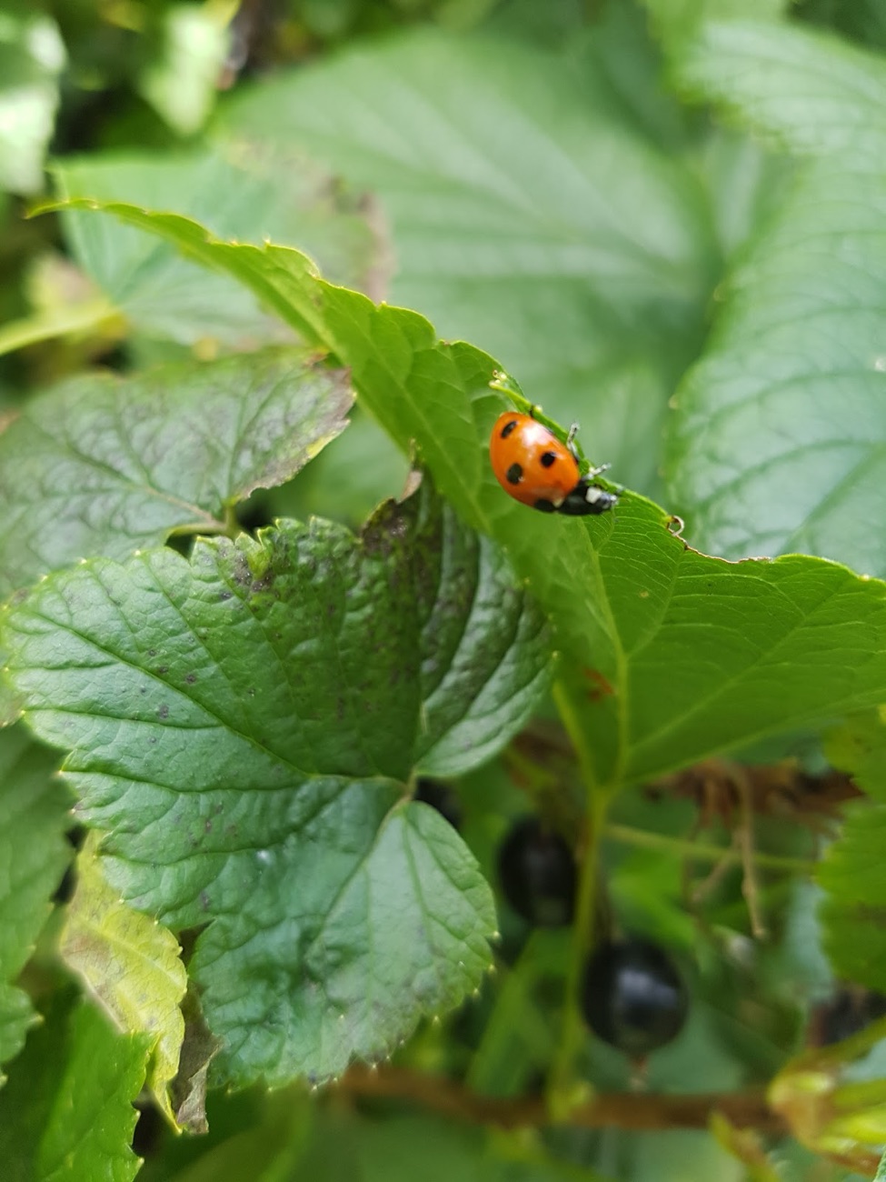 A ladybird on a blackcurrant leaf in the fruit garden at Finlay's Place