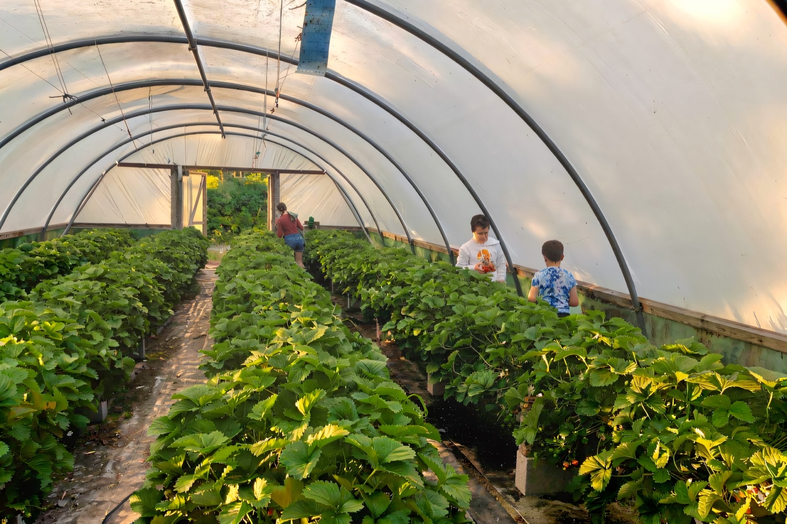 A long polytunnel at Finlay's Place with rows of strawberry plants running away to the far end
