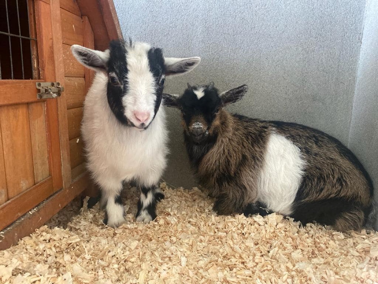 Two baby pygmy goats standing on wood shavings in the animal nursery