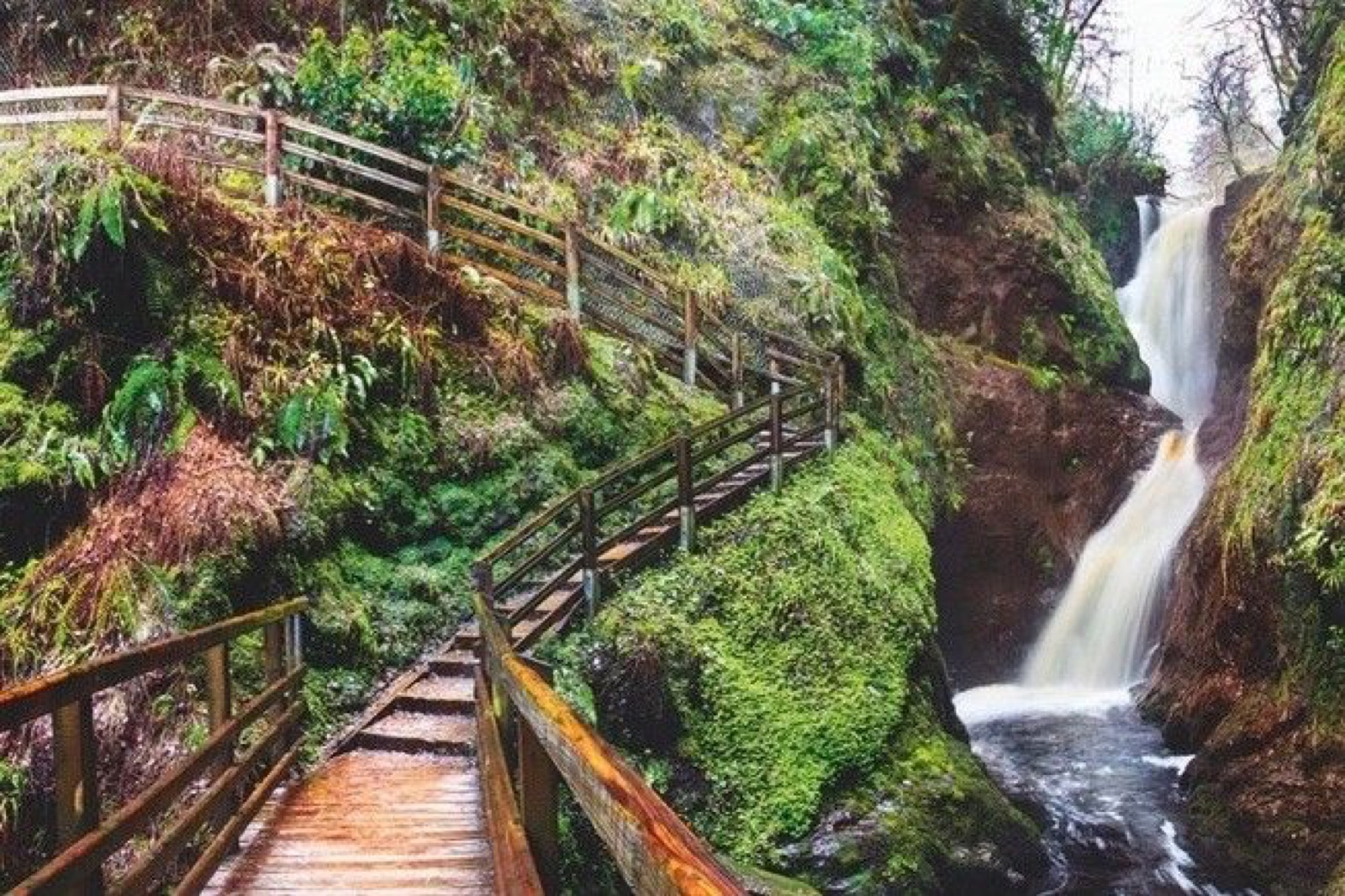 A wooden boardwalk threading through a green gorge beside a tall waterfall at Glenariff