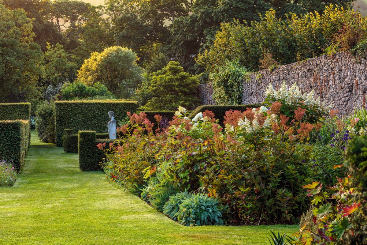 Mixed borders and clipped yews against the old wall of the Glenarm walled garden