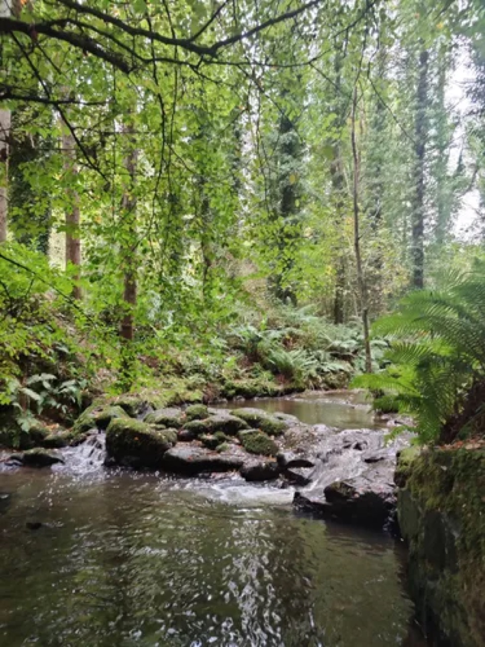 A mossy woodland stream tumbling over rocks between tall trees and ferns on a shaded forest trail at Gosford