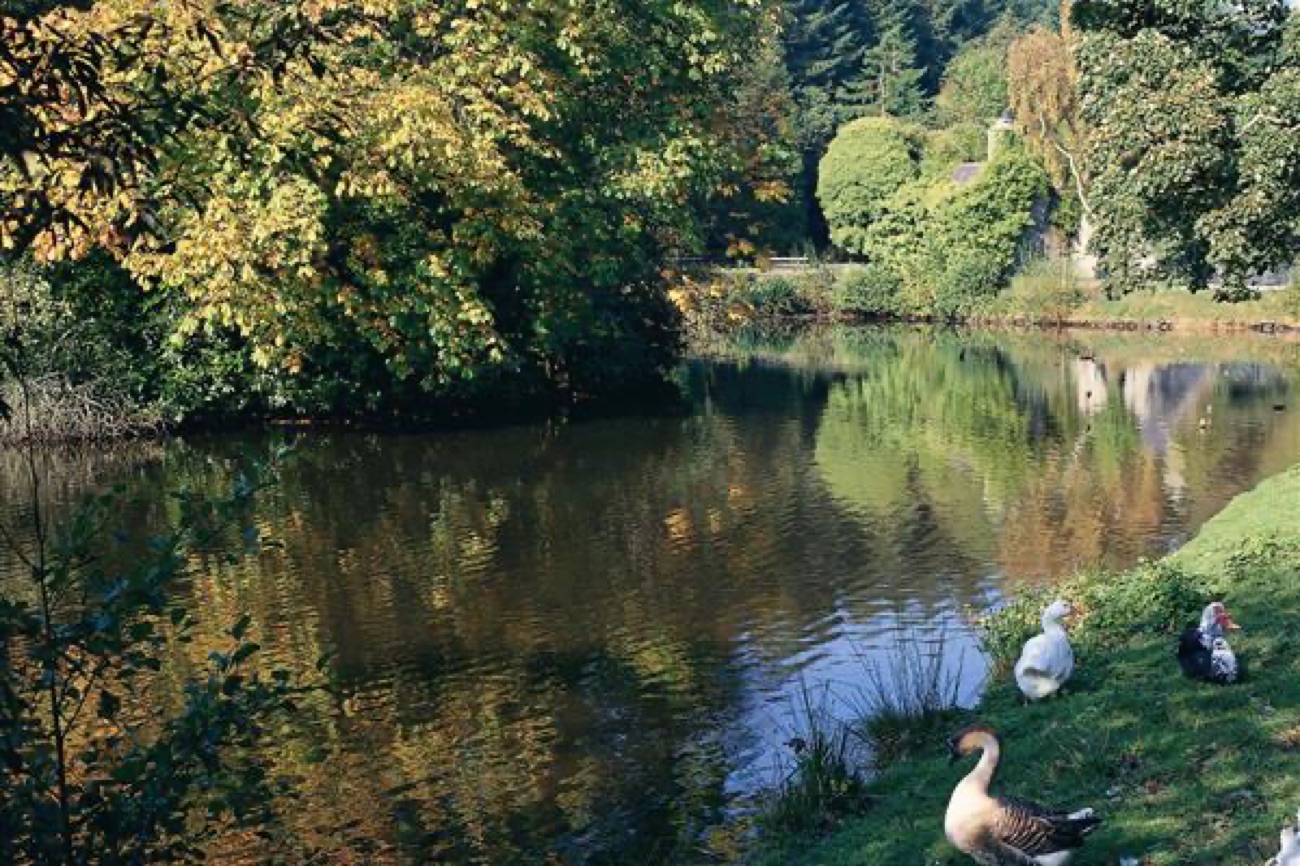 The demesne lake at Gosford in autumn colour with geese on the grassy bank and trees reflected in the still water