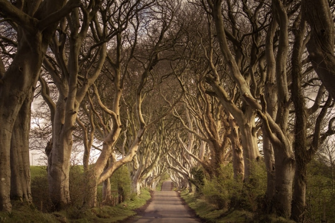 The Dark Hedges — the tunnel of tangled beech trees over the lane at Stranocum