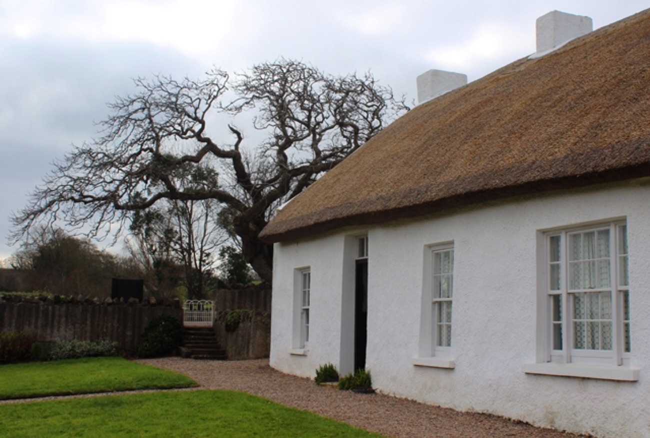 The gable end and garden of Hezlett House, an old bare tree beside the thatch and a gravel path curving past the whitewashed walls