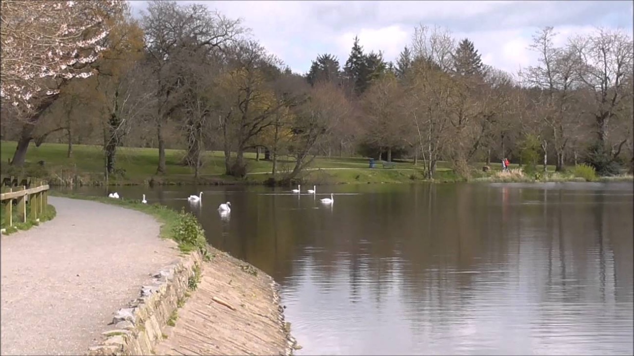 Swans on Hillsborough Lake beside the stone-edged lakeside promenade, with parkland and trees along the far shore