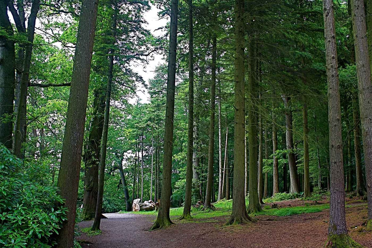 A path winding through tall pine and conifer woodland at Hillsborough Forest