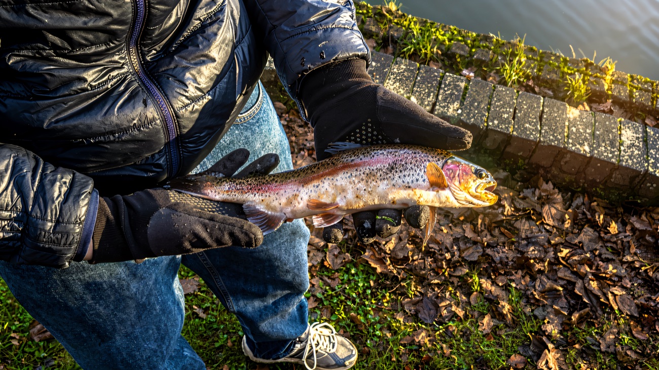 A rainbow trout landed at the brick-edged lakeside