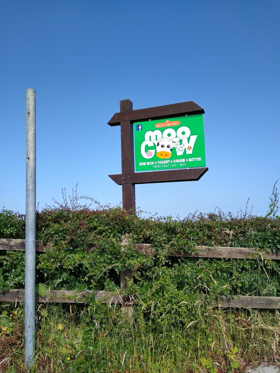 The green Moo Cow farm sign on a wooden post against a bright blue sky
