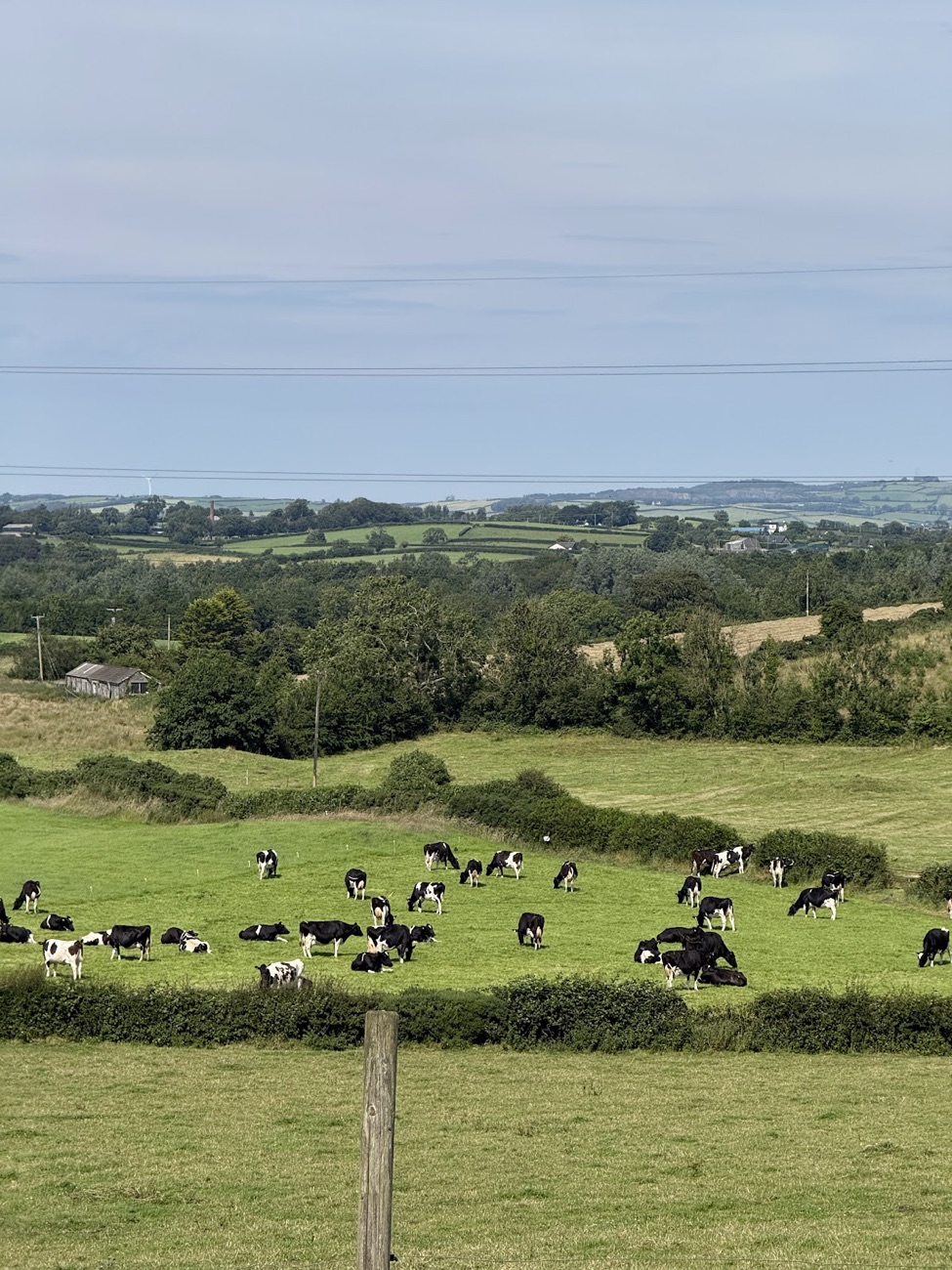 Cows lying in a wide green field at Hilltop with the countryside and lough beyond