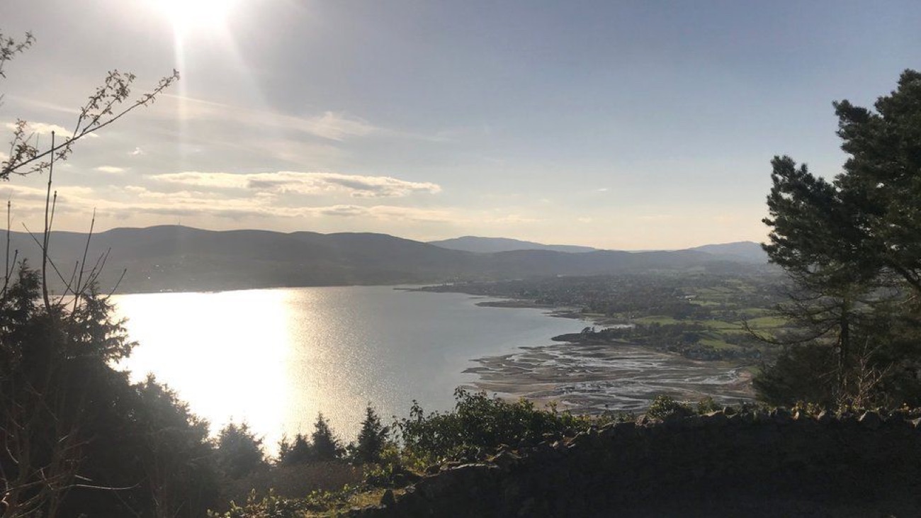 View from Kilbroney forest out over Carlingford Lough, sun on the water, framed by conifers with the Cooley Mountains beyond