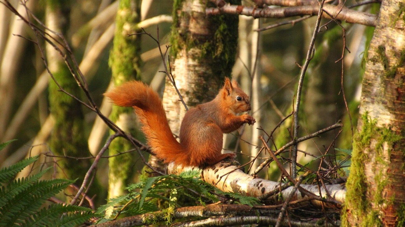 A red squirrel perched side-on on a mossy log in the Kilbroney oakwood, tail curled up behind