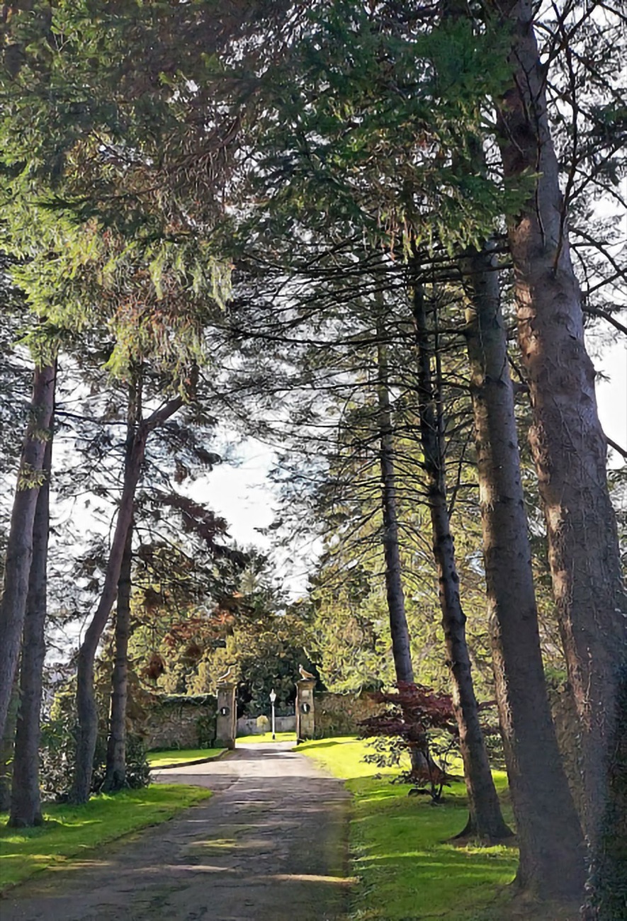 Tall pine trees in the woodland of the Killymoon demesne