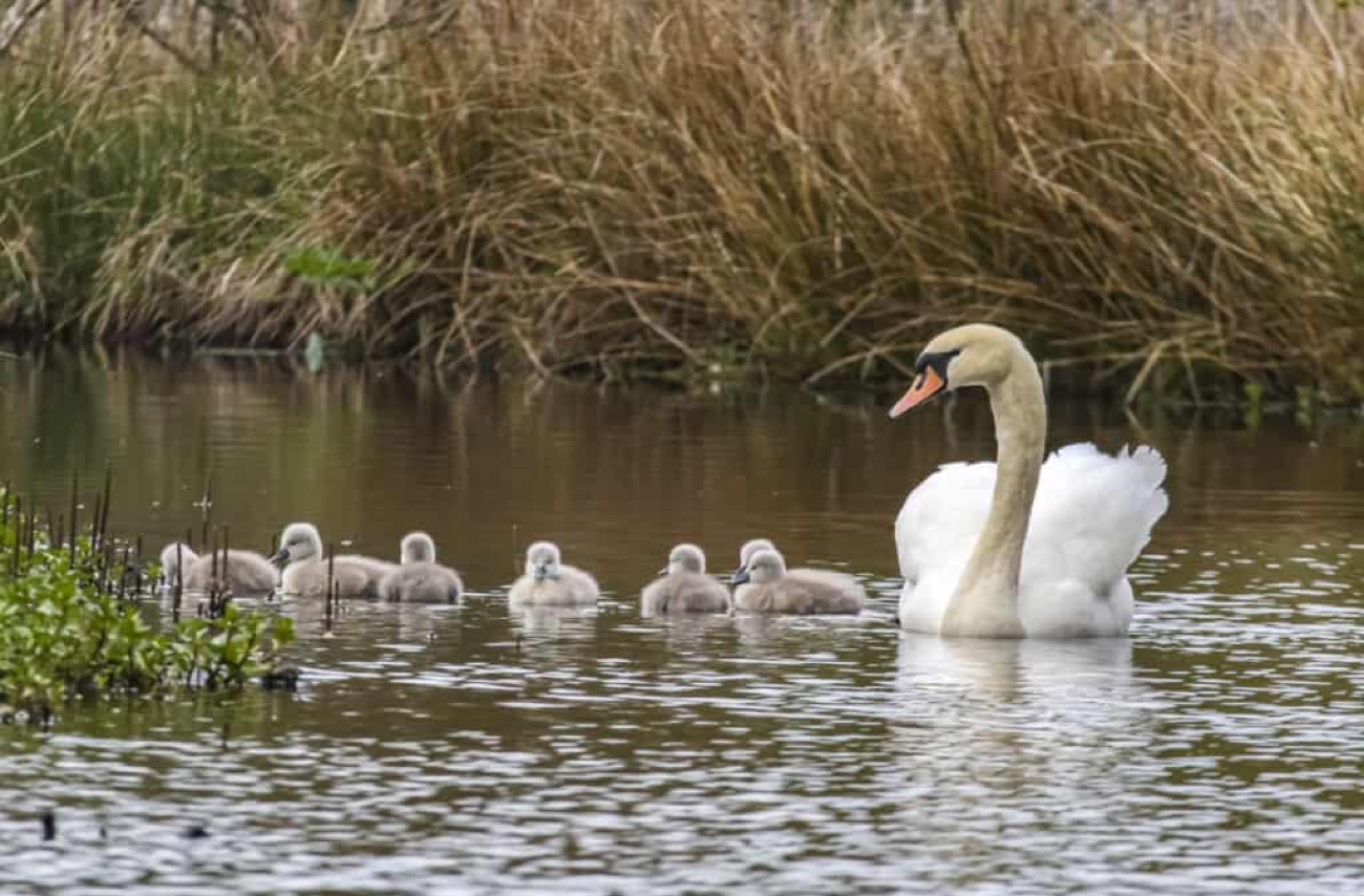 A mute swan with a line of cygnets swimming beside the reeds at Kiltonga