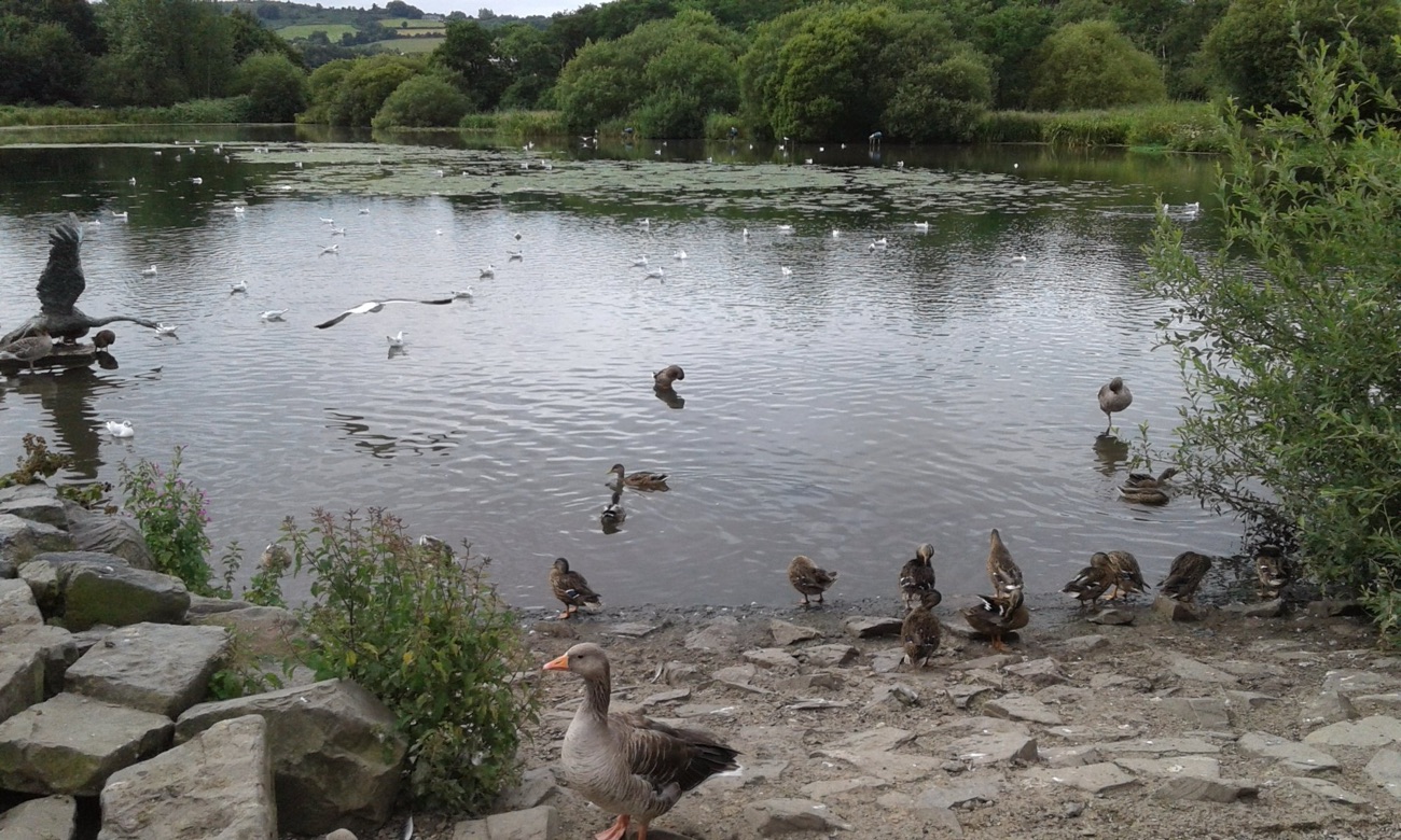 Ducks and geese gathered on the stony shore at the edge of the pond at Kiltonga